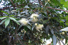Syzygium jambos